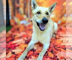 Small #1 German Shepherd Dog Mix