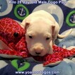 Small Photo #84 Dogo Argentino Puppy For Sale in JANE, MO, USA