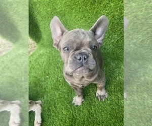 French Bulldog Puppy for Sale in MIDDLEBURG, Florida USA