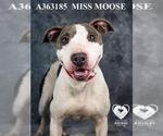 Small #1 American Pit Bull Terrier
