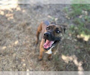 American Pit Bull Terrier-Unknown Mix Dogs for adoption in Tulsa, OK, USA