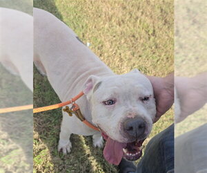 Mutt Dogs for adoption in Houston, TX, USA