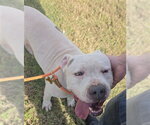 BLUE - Male Mutt Dog for Adoption - Small photo