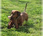 Small #7 Dachshund