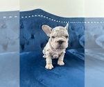 Small Photo #12 French Bulldog Puppy For Sale in DETROIT, MI, USA