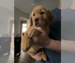 Small #1 Golden Retriever
