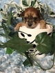 Small Photo #25 Yorkshire Terrier Puppy For Sale in KYLE, TX, USA