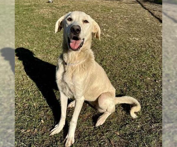 Medium Photo #1 Labrador Retriever-Unknown Mix Puppy For Sale in Conroe, TX, USA