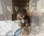 Small Poodle (Toy)-Yorkshire Terrier Mix