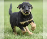 Small #1 Borador