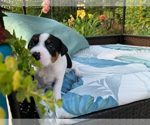 Jack Russell Terrier Puppy for Sale in AMELIA COURT HOUSE, Virginia USA