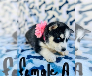Siberian Husky Puppy for sale in PARK CITY, KY, USA