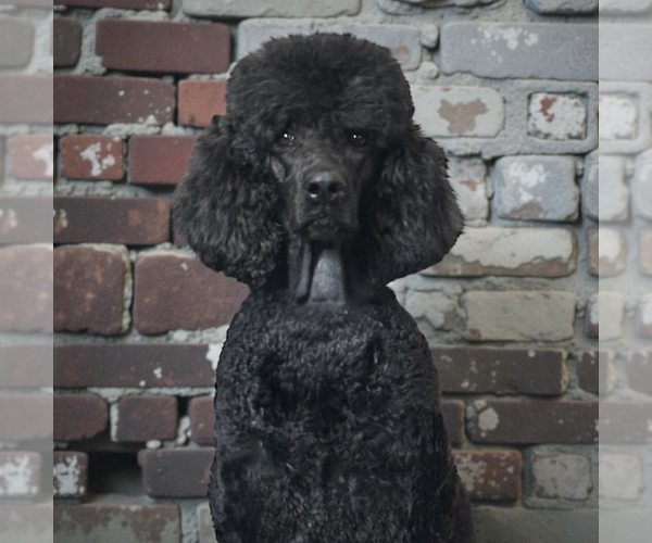 Medium Photo #1 Poodle (Standard) Puppy For Sale in COALGATE, OK, USA