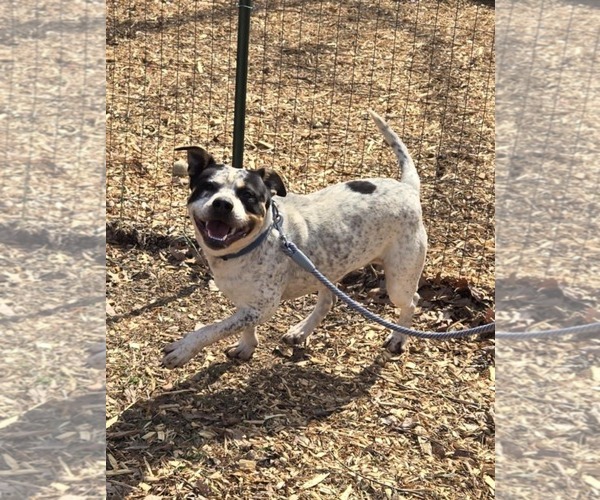 Medium Photo #4 Bulldog-Unknown Mix Puppy For Sale in Rustburg, VA, USA