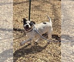 Small #3 Bulldog Mix