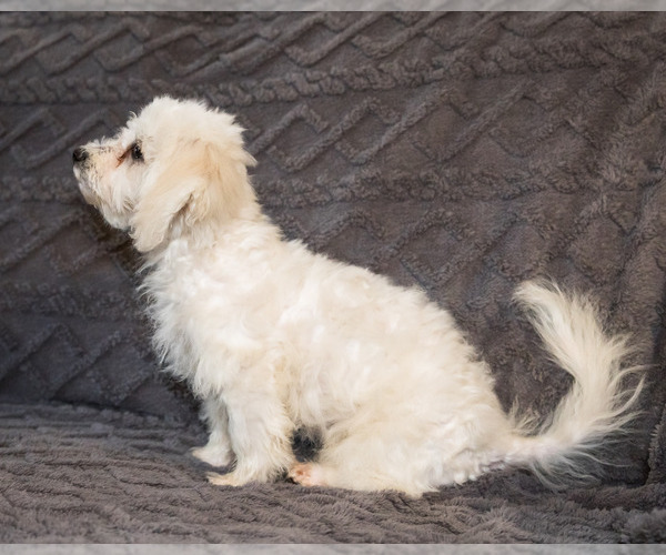 Medium Photo #6 Bichon Frise Puppy For Sale in WAKARUSA, IN, USA