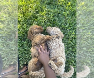 Goldendoodle Puppy for sale in PORT SAINT LUCIE, FL, USA