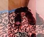 Small Photo #1 Rottweiler Puppy For Sale in COLORADO SPRINGS, CO, USA