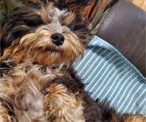 Medium Photo #1 Bernedoodle (Miniature) Puppy For Sale in LEETONIA, OH, USA