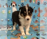Puppy Puppy 5 Collie