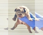 Small Photo #35 French Bulldog Puppy For Sale in MOBILE, AL, USA