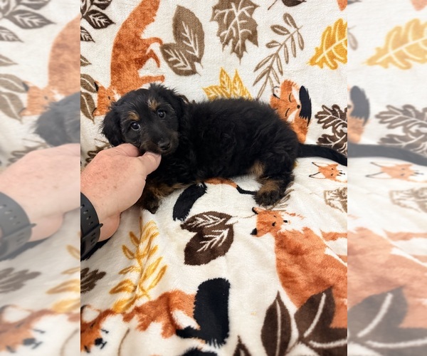 Medium Photo #4 Dorkie Puppy For Sale in NEGLEY, OH, USA