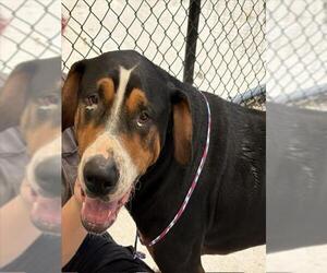 Greater Swiss Mountain Dog-Unknown Mix Dogs for adoption in Tulsa, OK, USA