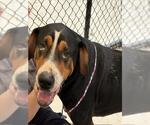 Small Greater Swiss Mountain Dog Mix