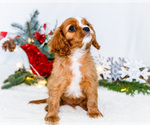 Small Photo #55 Cavalier King Charles Spaniel Puppy For Sale in WAKARUSA, IN, USA