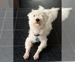 Small #3 Maltese Mix