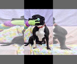American Pit Bull Terrier-American Staffordshire Terrier Mix Dogs for adoption in Richmond, IN, USA