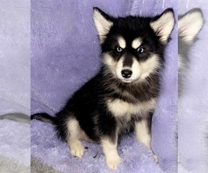 Siberian Husky Puppy for sale in SANDY HOOK, KY, USA