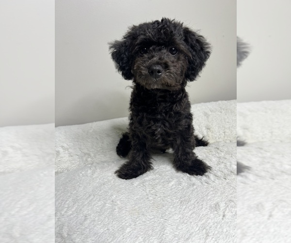 Medium Photo #1 Maltipoo Puppy For Sale in VALDOSTA, GA, USA