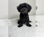 Small Photo #1 Maltipoo Puppy For Sale in VALDOSTA, GA, USA