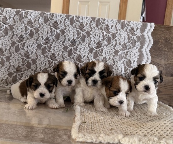 Medium Photo #7 Cavachon-Shih Tzu Mix Puppy For Sale in THORP, WI, USA