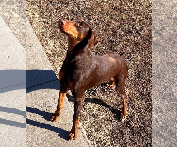 Medium Photo #3 Doberman Pinscher Puppy For Sale in Omaha, NE, USA