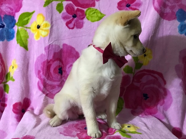 Medium Photo #9 Pom-Shi Puppy For Sale in HONEY BROOK, PA, USA