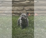 Small #14 French Bulldog
