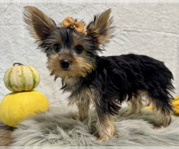 Medium Photo #8 Yorkshire Terrier Puppy For Sale in NAPPANEE, IN, USA