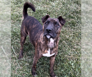 American Pit Bull Terrier-Unknown Mix Dogs for adoption in Sistersville, WV, USA