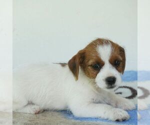 Jack Russell Terrier-Shih Tzu Mix Puppy for Sale in EAST EARL, Pennsylvania USA