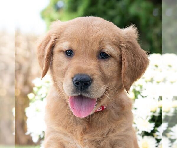 Medium Photo #1 Golden Retriever Puppy For Sale in NEWPORT, PA, USA