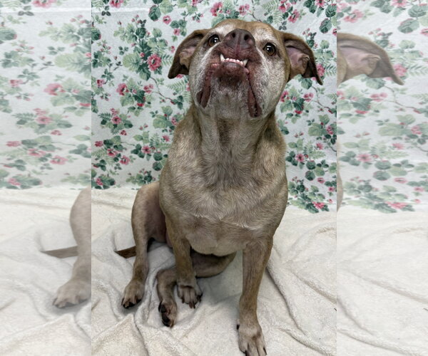 Medium Photo #3 Bulldog-Unknown Mix Puppy For Sale in Wetumpka, AL, USA