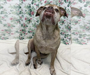 261289  Dagmar - Female Bulldog-Unknown Mix Dog for Adoption - Photo #3