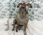 Small #2 Bulldog Mix