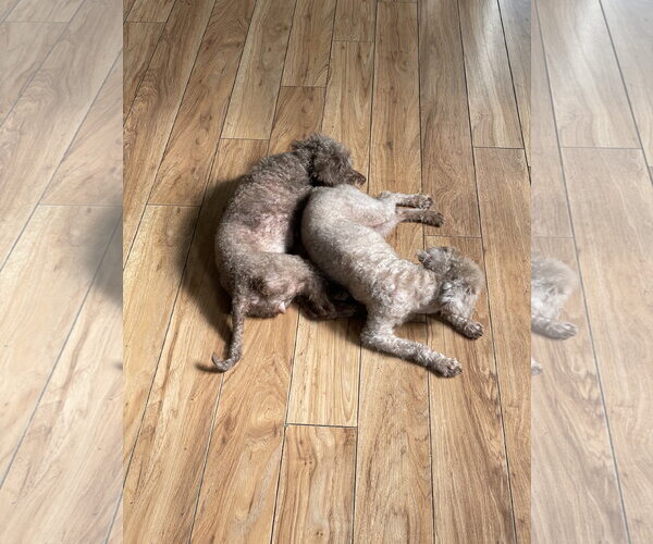 Medium Photo #8 Poodle (Miniature) Puppy For Sale in Valrico, FL, USA