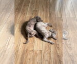 Small #7 Poodle (Miniature)
