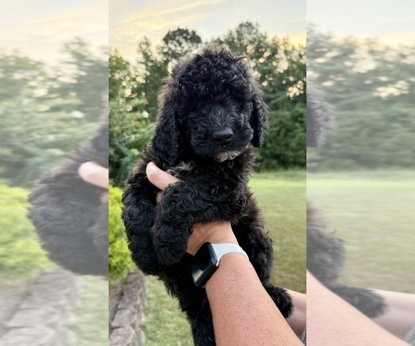 Medium Photo #137 Bernedoodle Puppy For Sale in MOULTON, AL, USA