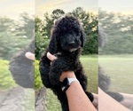 Small #6 Bernedoodle
