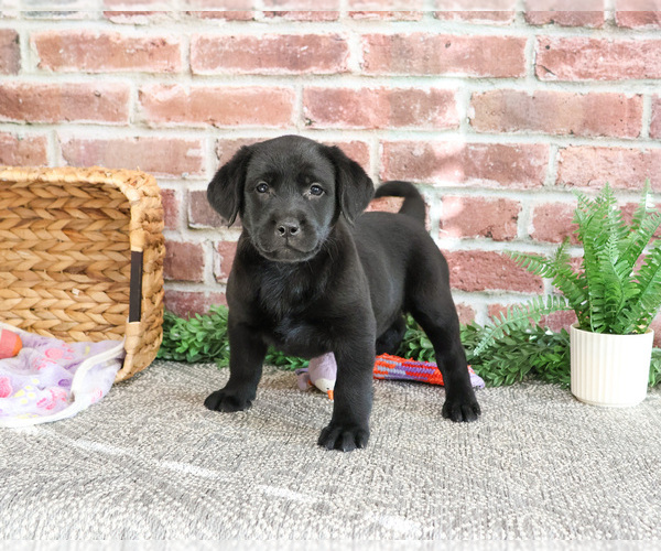 Medium Photo #5 Labrador Retriever Puppy For Sale in SYRACUSE, IN, USA